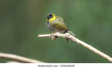 Cuban Grassquit (Phonipara Canora) Is A Small Bird In The Tanager Family Thraupidae. It Is Endemic To Cuba.