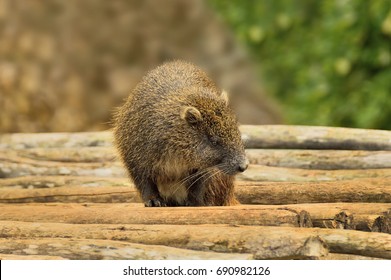 Cuban Hutia, Or Hutia Conga (Capromys Pilorides) A Large Rodent Of The Hutei Family, The Only Representative Of The Genus Of The Cuban Chain-tailed Hutii