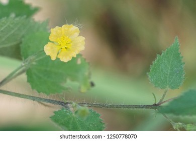 Cuban Jute Or Arrowleaf Sida, Big Jack, Paddy Lucerne, Indian Hemp, Kurumthotti, Jelly Leaf