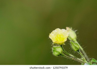 Cuban Jute Or Arrowleaf Sida, Big Jack, Paddy Lucerne, Indian Hemp, Kurumthotti, Jelly Leaf