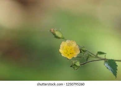 Cuban Jute Or Arrowleaf Sida, Big Jack, Paddy Lucerne, Indian Hemp, Kurumthotti, Jelly Leaf