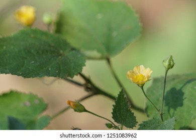 Cuban Jute Or Arrowleaf Sida, Big Jack, Paddy Lucerne, Indian Hemp, Kurumthotti, Jelly Leaf