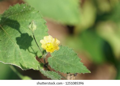 Cuban Jute Or Arrowleaf Sida, Big Jack, Paddy Lucerne, Indian Hemp, Kurumthotti, Jelly Leaf