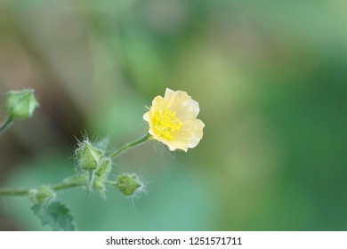 Cuban Jute Or Arrowleaf Sida, Big Jack, Paddy Lucerne, Indian Hemp, Kurumthotti, Jelly Leaf