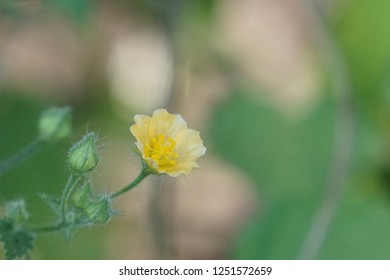 Cuban Jute Or Arrowleaf Sida, Big Jack, Paddy Lucerne, Indian Hemp, Kurumthotti, Jelly Leaf