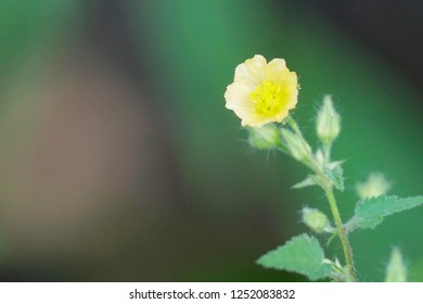 Cuban Jute Or Arrowleaf Sida, Big Jack, Paddy Lucerne, Indian Hemp, Kurumthotti, Jelly Leaf