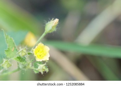 Cuban Jute Or Arrowleaf Sida, Big Jack, Paddy Lucerne, Indian Hemp, Kurumthotti, Jelly Leaf