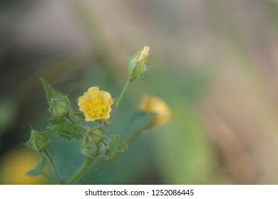 Cuban Jute Or Arrowleaf Sida, Big Jack, Paddy Lucerne, Indian Hemp, Kurumthotti, Jelly Leaf