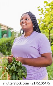 Cuban Latin Black Woman Gardening In Urban Garden. Sustainability Horticulture With Organic Food