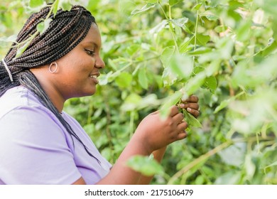 Cuban Latin Black Woman Gardening In Urban Garden. Sustainability Horticulture With Organic Food