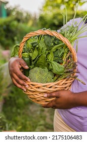 Cuban Latin Black Woman Gardening In Urban Garden. Sustainability Horticulture With Organic Food