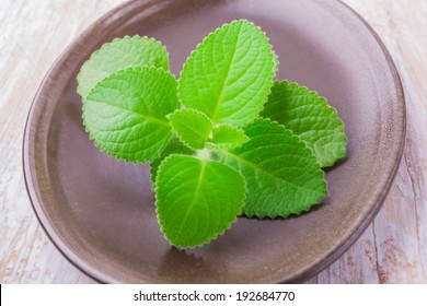 Cuban Oregano