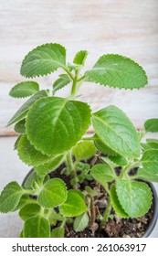 Cuban Oregano (Mexican Mint)