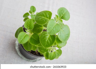 Cuban Oregano (Mexican Mint)