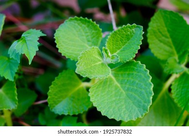 Cuban oregano, Mexican mint, Indian mint, Spanish thyme or Thick leaf thyme(Plectranthus amboinicus) - Shutterstock ID 1925737832
