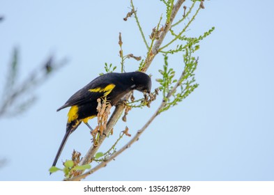 Cuban Oriol (Icterus melanopsis) feeding in a twig at Zapata swamp. Cuban Oriol is one of the 28 endemic birds in Cuba