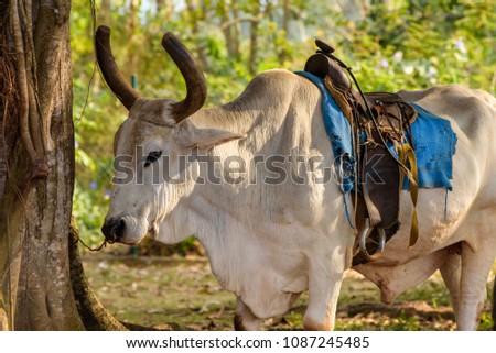 Cuban Ox, a bovine trained as a draft animal or riding animal. Vinales Valley, Cuba