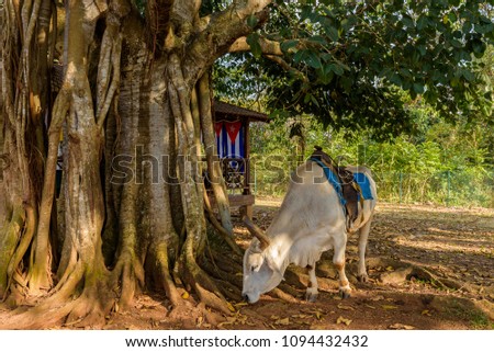 Cuban Ox, a bovine trained as a draft animal or riding animal. Vinales Valley, Cuba. Cuban flag in the background.