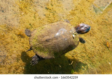 Cuban Slider Turtle (Trachemys Decussata), Cuba