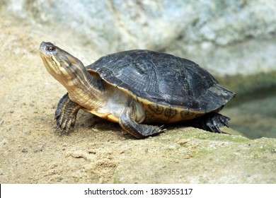 Cuban Slider Turtle (Trachemys Decussata)