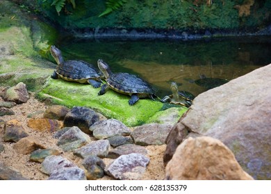 Cuban Sliders (Trachemys Decussata), Species Of Turtle. It Is Native To Cuba And Isla De La Juventud, But Has Also Been Introduced To Grand Cayman And Cayman Brac In The Cayman Islands 