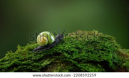 Similar – Image, Stock Photo small enchanted world