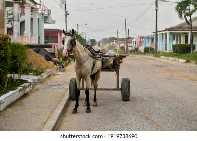 Sex horses in Barranquilla