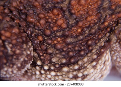 The Cuban Toad, Bufo Peltocephalus, Isolated On White