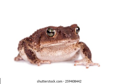 The Cuban Toad, Bufo Peltocephalus, Isolated On White