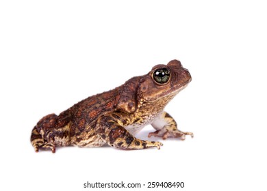 The Cuban Toad, Bufo Peltocephalus, Isolated On White