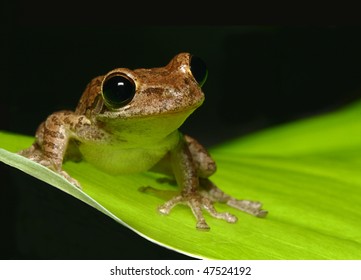 108 Cuban treefrog Images, Stock Photos & Vectors | Shutterstock