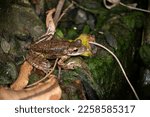 Cuban Treefrog sitting in the pond 