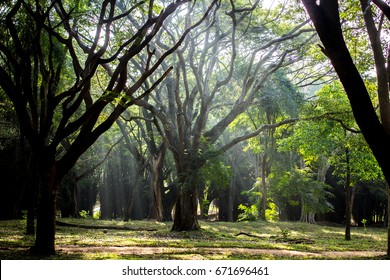 Cubbon Park, Bangalore