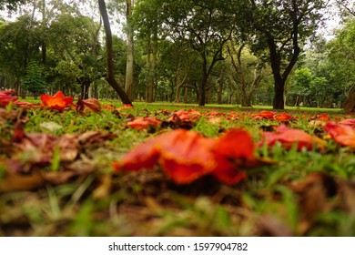 Cubbon Park View In Bangalore