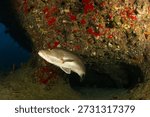 Cubera snapper emerging from a cave