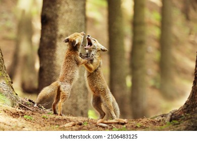 Cubes Of Red Fox Trying To Fight  Each Other In Summer Forest - Vulpes Vulpes