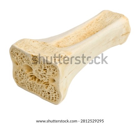 Cuboid Bone Cuboid Bone Shown In Three Quarter Isolated On White Background