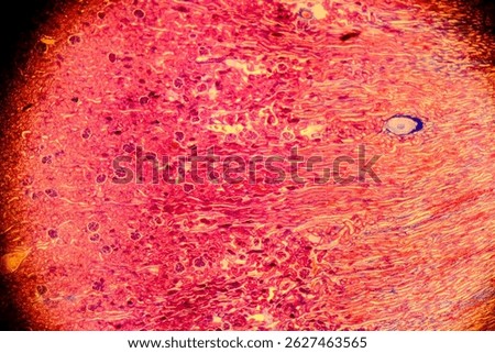 Cuboidal epithelium tissue under microscope showing cell structure and nuclei