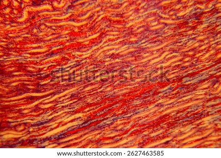 Cuboidal epithelium tissue under microscope showing cell structure and nuclei