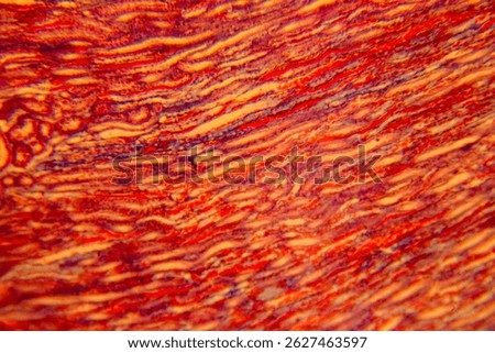 Cuboidal epithelium tissue under microscope showing cell structure and nuclei