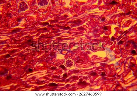 Cuboidal epithelium tissue under microscope showing cell structure and nuclei