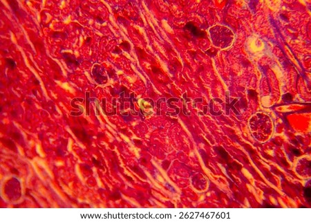 Cuboidal epithelium tissue under microscope showing cell structure and nuclei