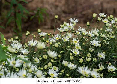 "Cuc Hoa Mi" Daisy Flower in Ha Noi, Vietnam