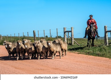 Cuchilla Del Ombu, Tacuarembo, Uruguay - March 12, 2018: Gaucho (South American Cowboy) Collect The Herd And Drive It Into The Corral. Gaucho Is A Resident Of The South American Pampas