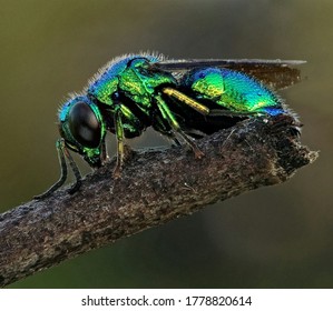 Cuckoo Bee Emerald Bee Green Metalic Stock Photo 1778820614 | Shutterstock