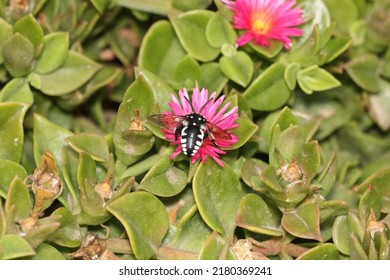 Cuckoo Bees Have Kleptoparasitic Behaviour