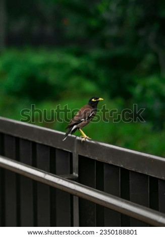 Cuckoo bird beautiful picture in park