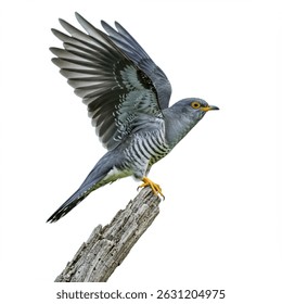 El pájaro cuco, o (Cuculus canorus) con fondo blanco, es un ave del tamaño de una paloma conocida por su distintivo llamado 
