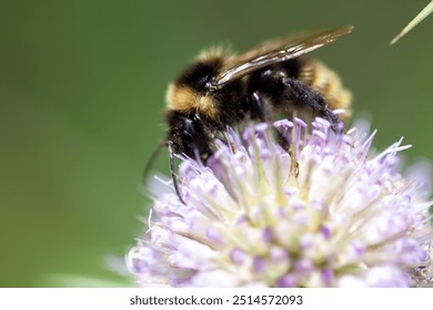 The cuckoo bumblebee Bombus campestris on a flower - Powered by Shutterstock