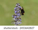 Cuckoo bumblebee family Apidae on flowers of Bugleweed, Common bugle (Ajuga reptans). Bombus vestalis or Bombus bohemicus. Spring, Netherlands, April                               